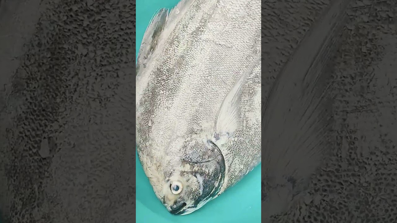 ASMR BIG POMPANO FISH 
