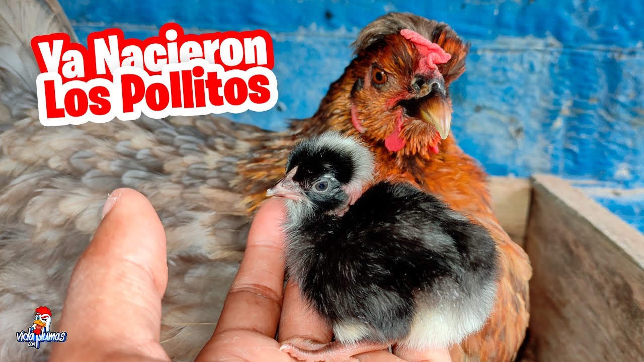 ¡Yaa Nacieron los Pollitos! 🐣 Muchos Pollitos