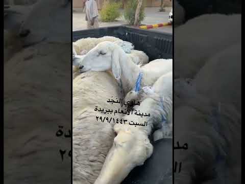 حريات شياه حيل وصل سومها