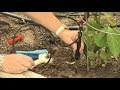 Easy Drip Irrigation System - Family Plot