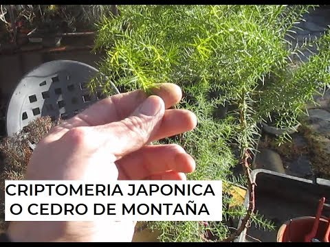 Vídeo: Criptomeria japonesa: una planta única