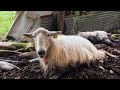 Urgence  des moutons en dtresse  biriatou pyrnesatlantiques