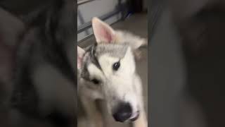 Poppio #cat #cute #funny #animals #husky #helpmemakethismakesense #amnewbutnottheleast #puppy