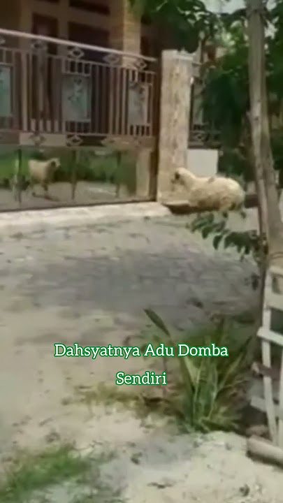 Domba Nyeruduk Cermin Dia Sendiri
