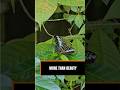 The Hidden Purpose of Butterfly Gardens