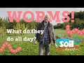 What do worms do all day  soil association