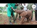 Orphaned baby elephant Kindani's rescue and recovery | Sheldrick Trust