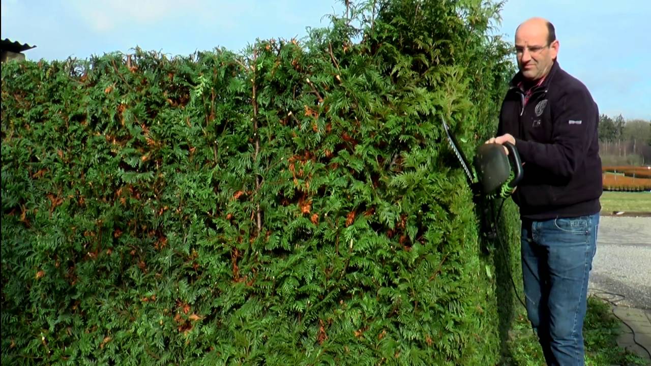 Hoe Coniferen Planten Van Boom Tot Haag Fleur Flower