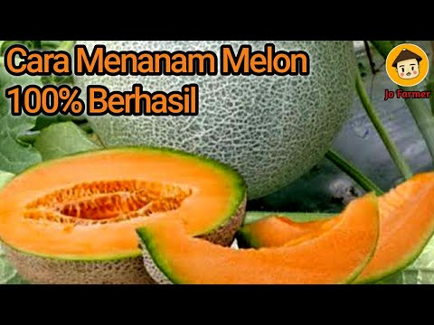 Cara Menanam Melon Agar 100% Berhasil 