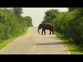 In between 19km in forest elephant&#39;s act  #wildelephant #attack part 02
