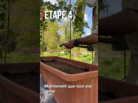 Vidéo: Fleurs sauvages en pots - Comment faire pousser des fleurs sauvages en pots