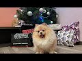 Новогодняя распаковка🥳 Подарки для собак 🥂 #animals #funnyvideos #популярное #doggies #pets #uk