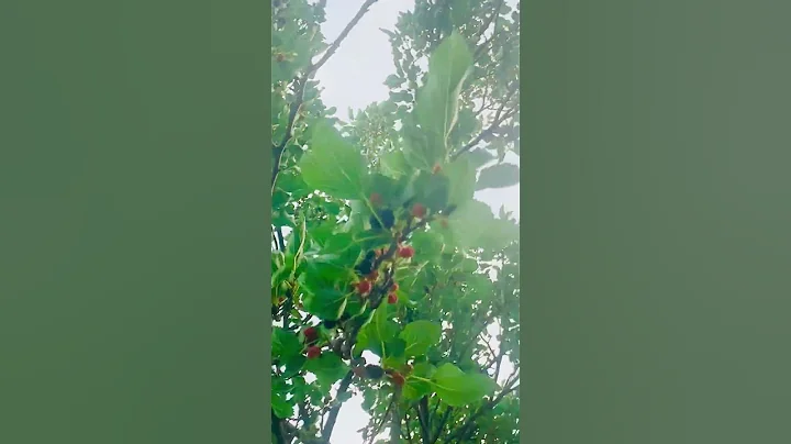 Mulberry tree 🌳 - DayDayNews