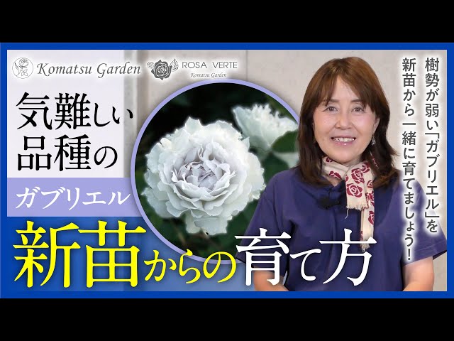 バラの新苗】新苗の育て方 2023 ガブリエル - YouTube