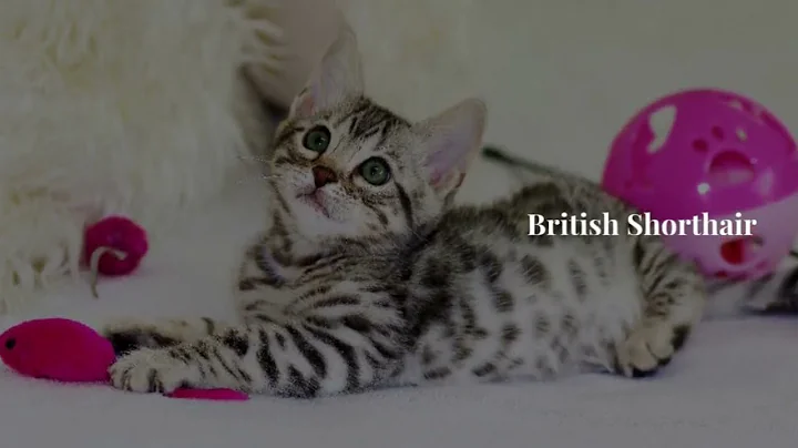 Video 1799021: breeds persian cats siamese, siamese russian blue cats, rare persian cat, breed kitten, breed cutest