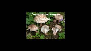Топ 10 самых ядовитых грибов