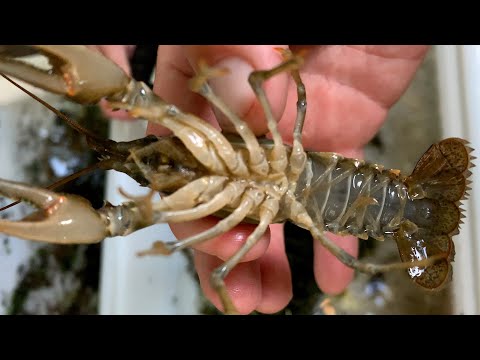 Crayfish ID Needed - River Lea, East London, UK
