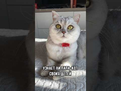 Узнает ли папа-кот своих детей #кот #коты #котята #кошка