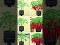 How to Grow Lush Chilli Plants at Home | Step-by-Step Guide for Tons of Harvest 🌶️