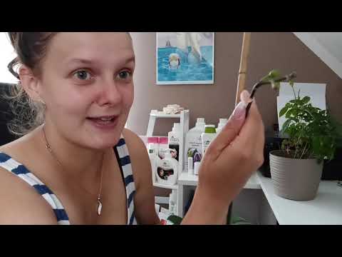 Video: Jak Luxusně Rozkvétat Orchidej