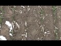 Сравнение пшеницы на No-till и минимальной обработке.