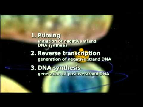 replication HBV.mpg