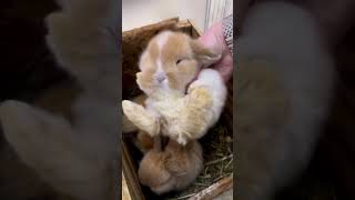 🐰 Ultimate Rabbit Love! ❤️😍 Watch This Cute Lop Rabbit Video Wow! Superb Pet Content 🐇