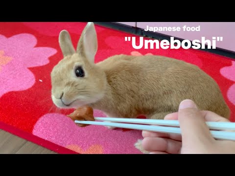 うさぎに人間の色々な食べ物の匂いを嗅がせてみたときの反応 No 1265 Youtube うさぎに人間の色々な食べ物の匂いを嗅がせてみたときの反応 No 1265 Youtube