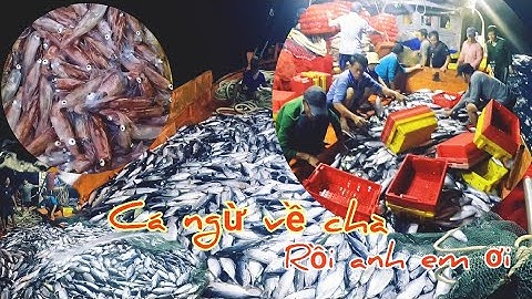 Cá ngừ chịu vô đèn ăn mồi rồi | Đánh cá 2025 - Tập 3 | Sóng biển hứa đông