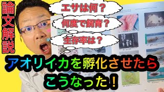 アオリイカを孵化させたらこうなった！興味深い結果がこちら！エサは何？水温は何度？卵はどこから採取？生存率は？10年以上前に既に実験済みだった！！詳しい解説はイカ先生のアオリイカ学でどうぞ！