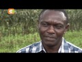 Smart Farm: Farmer in Eldoret using drip irrigation to grow maize