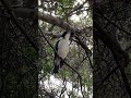 Bird copies many other birds, mimic butcherbird #mimic #birdmimicry #australianbirds