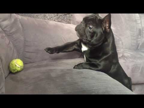 Video: Engelska Bulldog Hundras Allergivänliga, Hälsa Och Livslängd