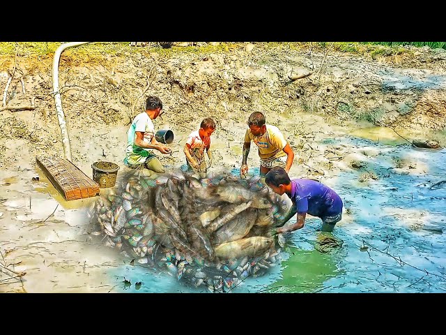 নদীর খৈন সেঁচে ফ্রেশ মাছধরা, Traditional Village Fishing Video