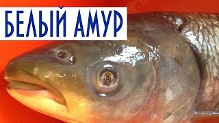 видео: Рыба горячего копчения. Белый Амур картинка: Рыба горячего копчения. Белый Амур