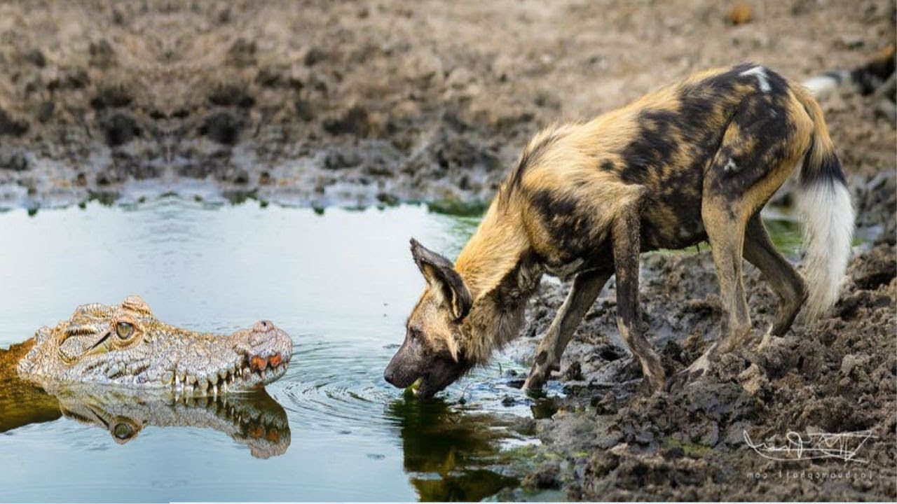 Wild Dogs ʋs Crocodile - Crocodile Attack Wild Dog - YouTuƄe