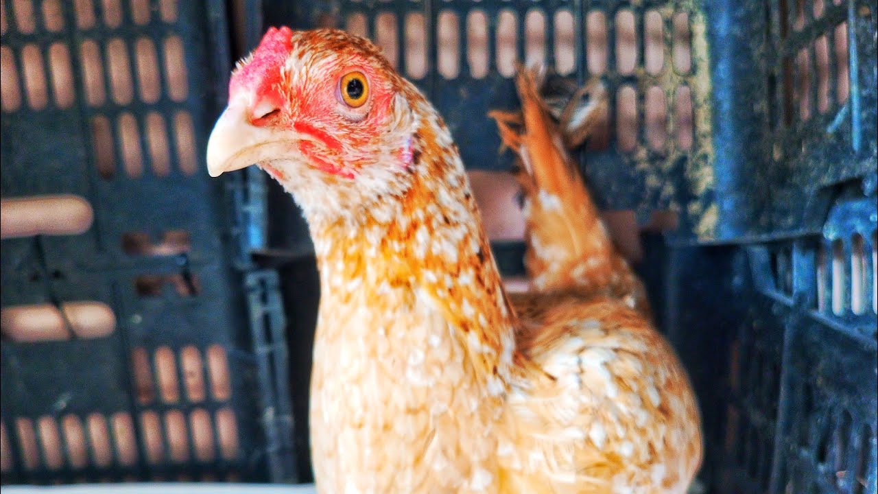 Hamari 6th Murgi Egg 🥚🥚🥚 Dene Agaee 😍😍🥰🥰❤❤ @Birdyswings House 🏠🏠