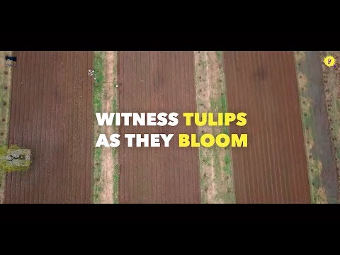 The preparations for the opening of Tulip Garden are in full swing