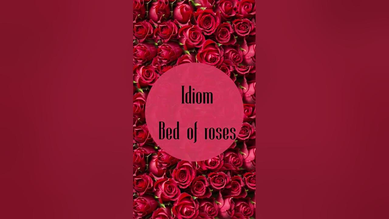 idiom-bed-of-roses-youtube