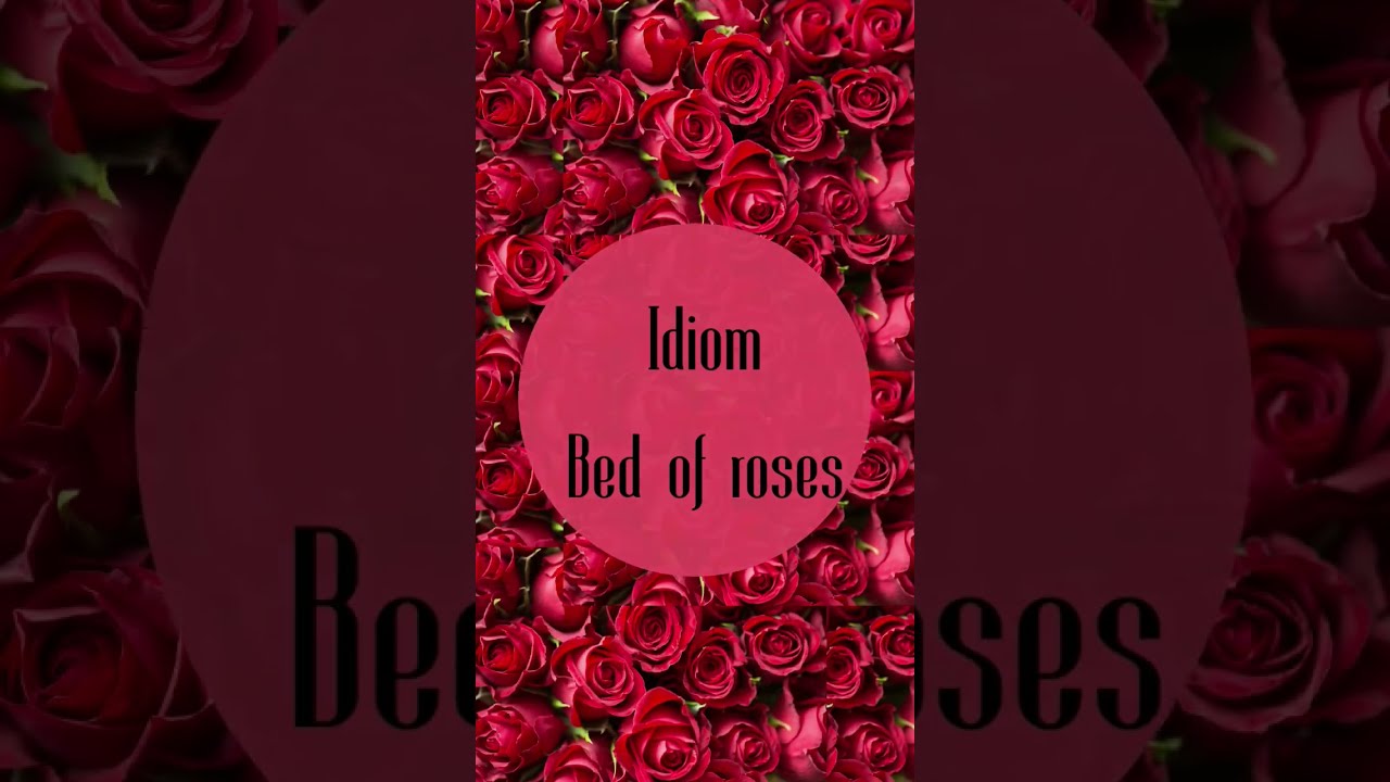 Idiom Bed Of Roses YouTube Idiom Bed Of Roses YouTube