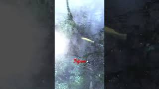 oshino Hakkai Clear Water Ponds And Beautiful View Of mtfuji japan travel