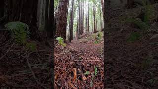 Riding in the beautiful redwoods with the pups #shorts #bike #dog