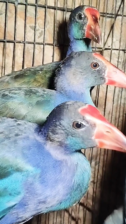 BLUE MANDAR BIRD, GRASSLEY, HAJI PUNAI AT BALTAQIY'S KIOS #pramukabirdmarket #pinaibird #birds