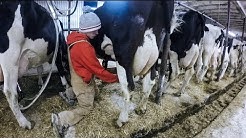 Alexandra Colbert - Ferme laitière Maréjaco Inc. (Sainte-Eulalie, QC) 2016