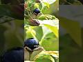 Belladona: Planta Venenosa y Curiosa 🌿