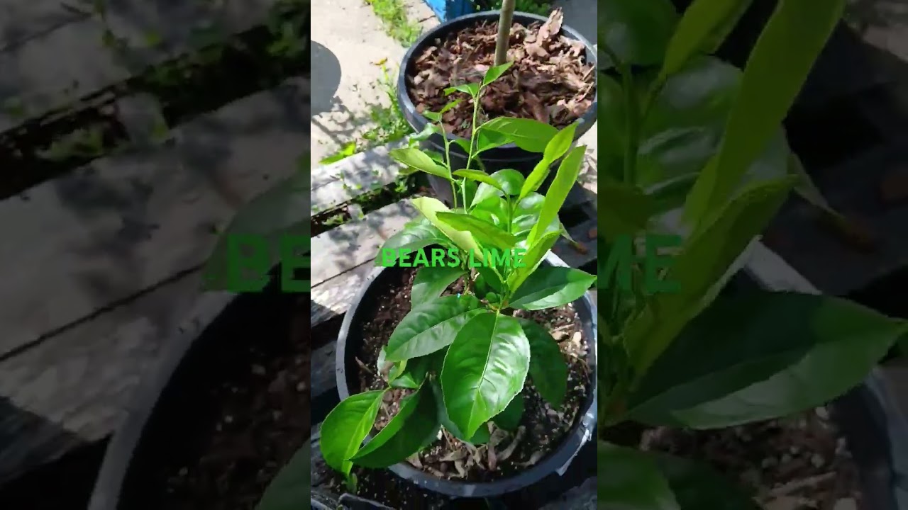 BEARSS LIME,MY LIME TREE IS BOUNCING BACK WONDERFULLY