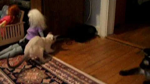 Watch the video about Kitaro the Siamese Kitten Plays Fetch (first week at home)