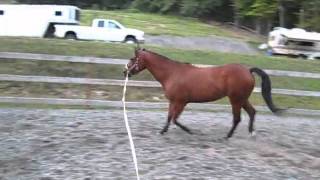 Red Man Skip Lameness 8172010