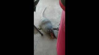 The armadillo just wouldn’t leave !