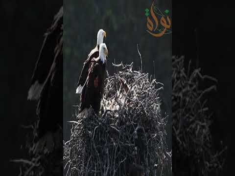 عند النسر وفاء كبير أوى للعش إل بيبنيه لصغاره على الجبال العالية علشان مفيش حيوان يوصل للبيض بتاعه